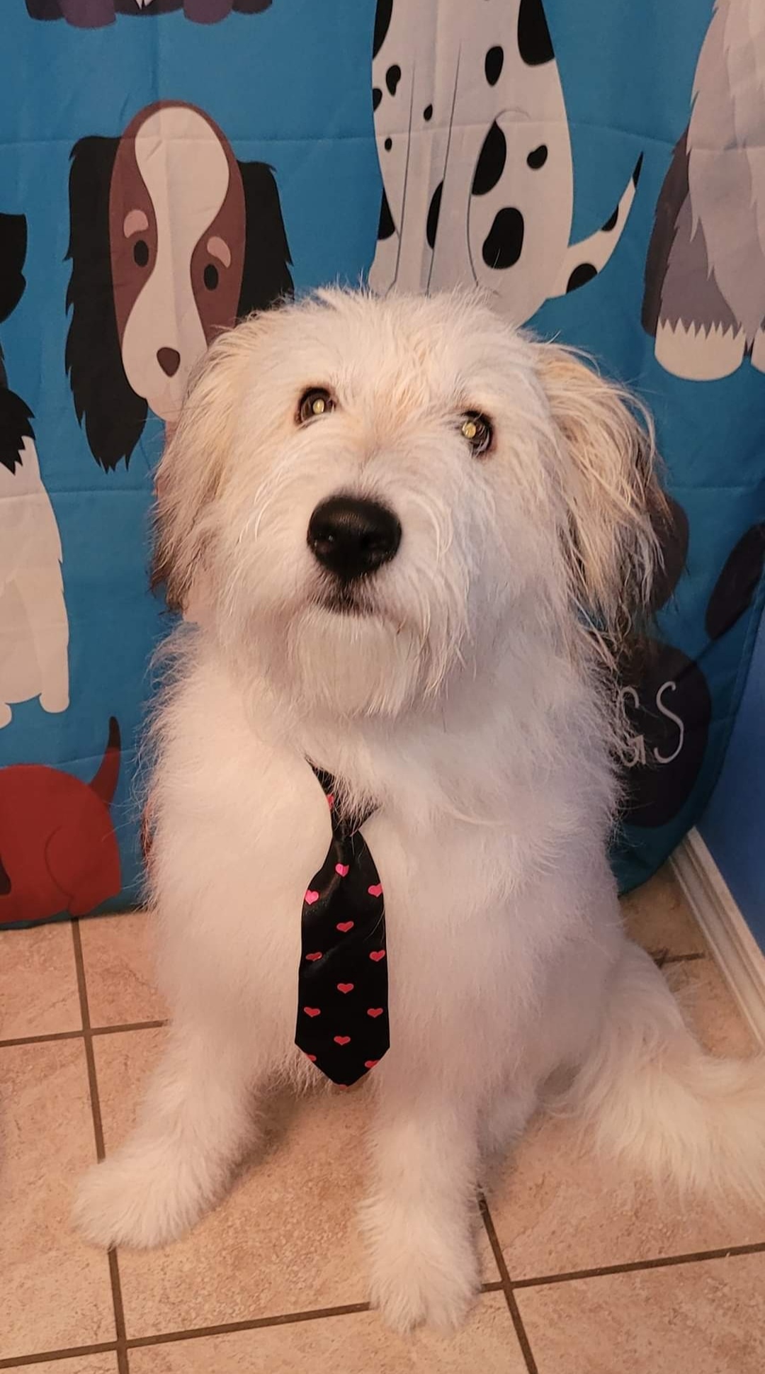 Groomed-Dog-2