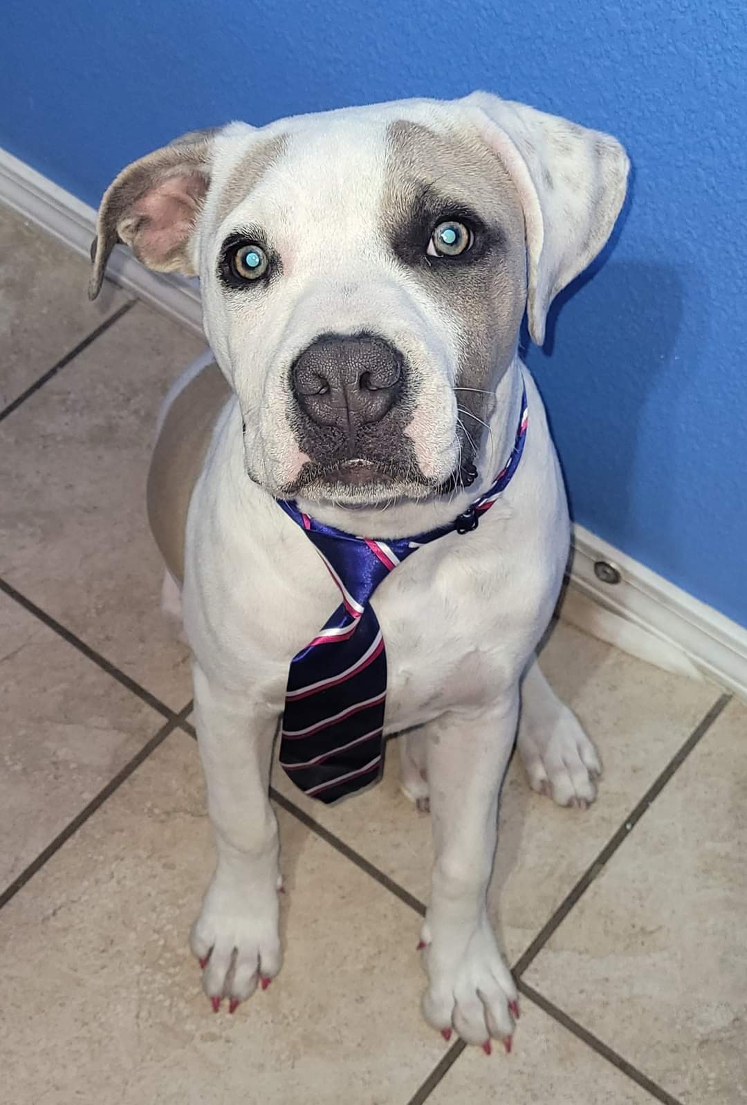 Groomed-Dog-3