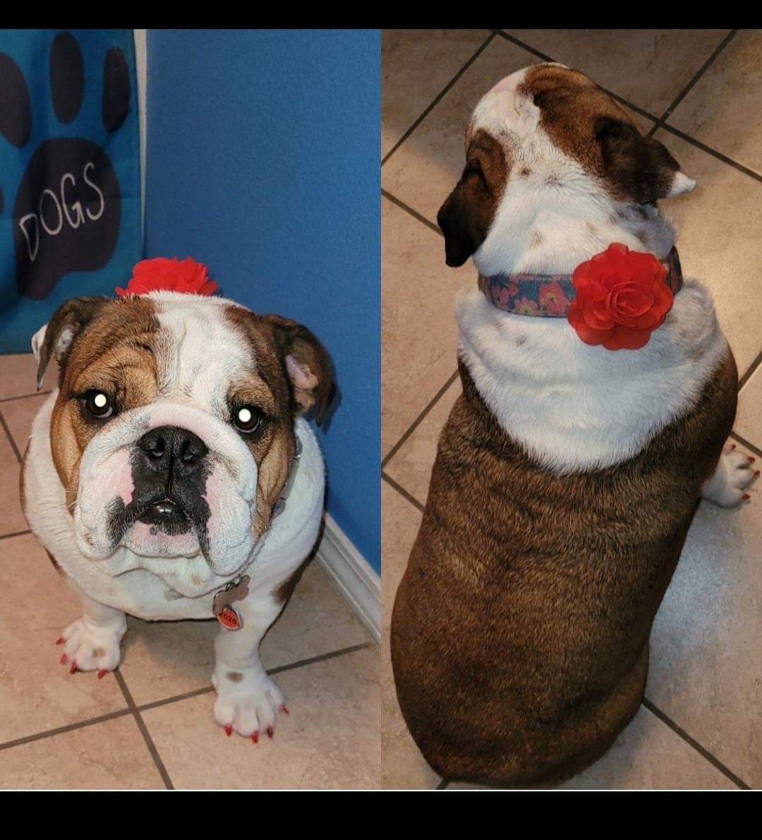 Groomed-Dog-4