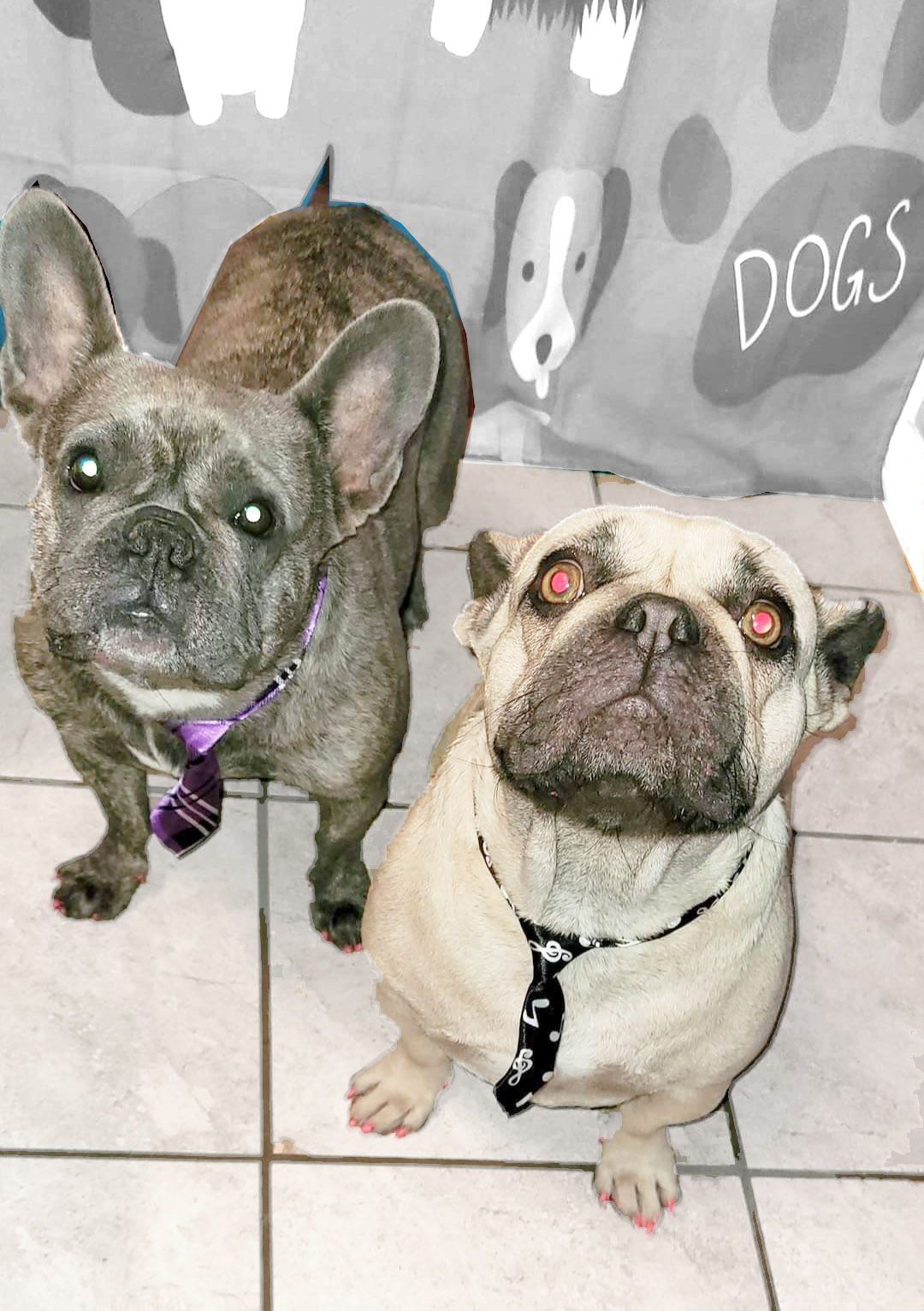 Groomed-Dog-5-bgd