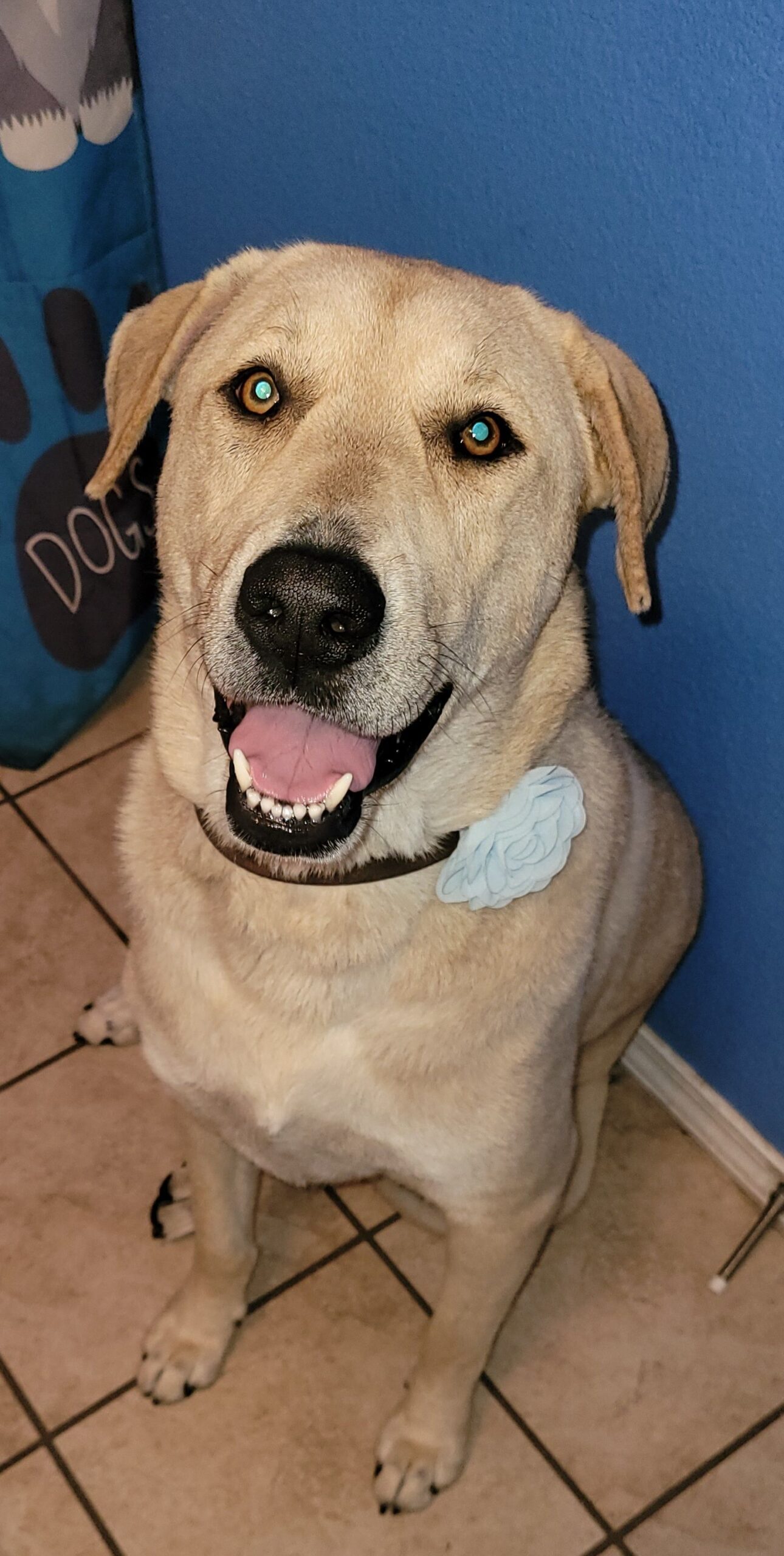 Groomed-Dog-6